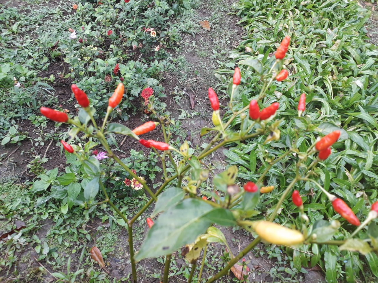 FINCA2